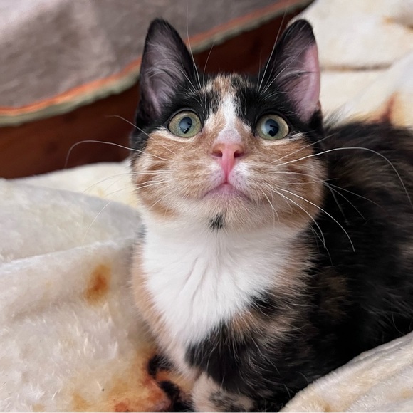 Meet Sarah!! ๐ค - Picture 5 of 6